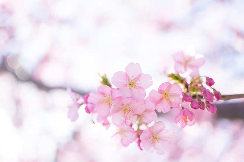 桜